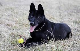 The only health problem you must be aware of in a black german shepherd is hip and elbow dysplasia. The Black German Shepherd A Guide To This Rare Dog K9 Web