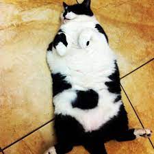 What Is Cat Snoring Samoreals