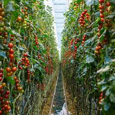 It's the fruit of choice for 85 percent of home gardeners in the u.s. Thanet Earth The Uk S Largest Hydroponics Farm Hydromag