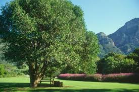 Image result for Ptaeroxylaceae