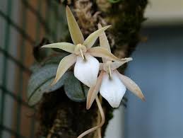 Image result for Aerangis appendiculata