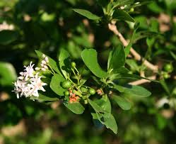 Image result for Ehretia rigida