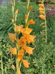 Image result for Gladiolus dalenii