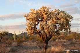 Check spelling or type a new query. Organ Pipe National Monument Sehenswurdigkeiten Trails Und Campgrounds