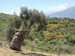 Casa L Ulivo Pollina Sicilia Italia Sicilia Italia
