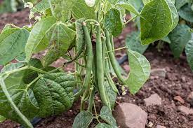 Before planting green beans, remove all weeds and trash from the planting area. How To Grow Bush Beans Gardener S Path