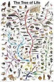 Details About Evolution The Tree Of Life Biology Science Chart Education Print Poster 24x36