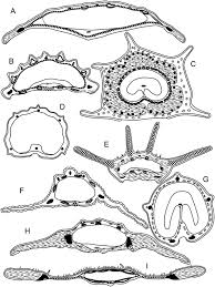 Image result for Afroligusticum runssoricum