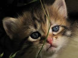 Epingle Sur Animaux