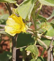 Image result for Abutilon englerianum
