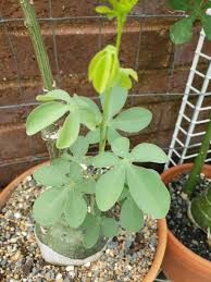 Image result for Adenia glauca