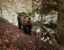 423,215 likes · 13,432 talking about this. Niedzwiedz Magazyn Rmf Fm