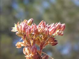 Image result for Polycarpon tetraphyllum
