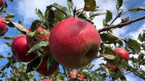 Schnittgut Garten Magazin Br Fernsehen Fernsehen Br De