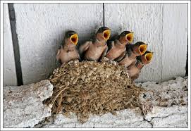Nesting Under The Eaves A Swallow Chorus All Babies Here In This Picture Pet Birds Beautiful Birds Birds
