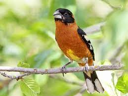 We did not find results for: Black Headed Grosbeak Ebird