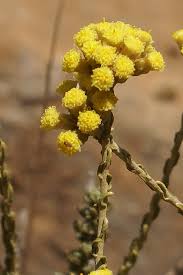 Image result for Helichrysum brassii