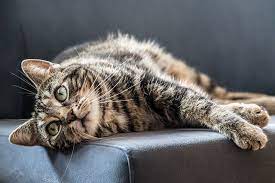 Immagine Gratis Su Pixabay Cat Grey Gatto Domestico Relax Cat Lifespan Ringworm In Cats Cats