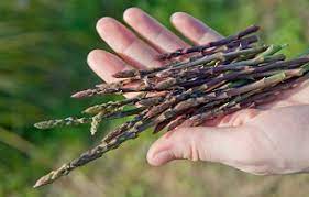 We did not find results for: Wild Food Foraging Asparagus Bulrush And More Real Food Mother Earth News