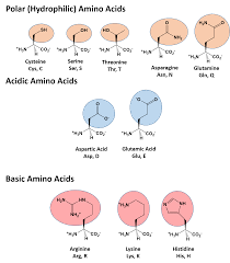 Chapter 2 Protein Structure Chemistry