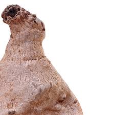 Image result for Raphionacme welwitschii