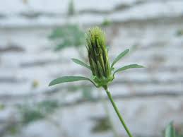 Image result for Bidens flagellata