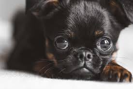 We did not find results for: Puppy Pads Everything You Need To Know Dogs Of Australia