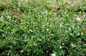 Image result for Scoparia