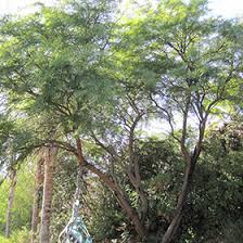 Image result for Prosopis glandulosa