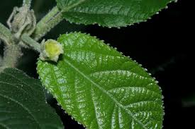 Image result for Mildbraedia carpinifolia