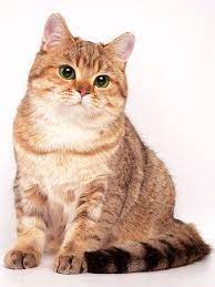 kitten friends katzenrassen animals beautiful animals kitty