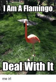 Flamin Hott Flamingo Memes Flamingo Funny Flamingo Flamingos Quote
