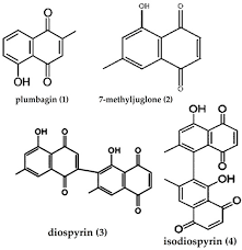 Image result for Diospyros truncatifolia