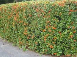 I suoi grandi fiori a trombetta di color arancione acceso, talvolta con tonalità tendenti al rosso, iniziano svilupparsi a luglio e permangono sulla pianta fino a settembre. Piante Con Bacche Yougardener