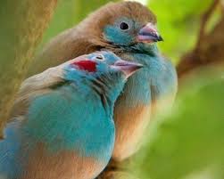 En Guzel Sevgi Resimleri Burada Animals Love Is An Action Sufism