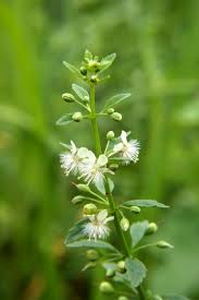 Image result for Scoparia dulcis