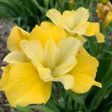 Many gardeners will recommend deadheading your iris after blooming. Iris Sibirica Sunfisher Walters Gardens Inc