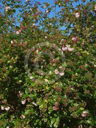 Image result for Rogiera amoena