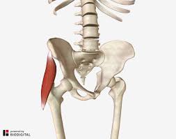 Tight calf muscles at the back of the lower leg… Tensor Fascia Lata I A Major Cause Of Unexplained Hip Pain