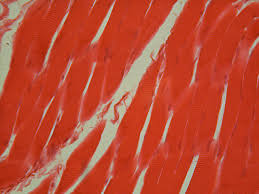 Image result for Muscle Tissue