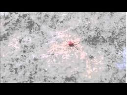 They are closely related to spider mites but differ in several ways. Clover Mites Youtube