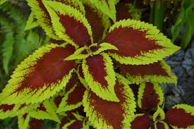 The first protected inner layer, just beneath the leaf surface, is where. 10 Best Plants For Colorful Shade Gardens
