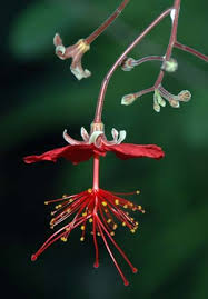 Image result for Hibiscus rhabdotospermus