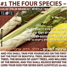 The name nu is primarily a female name of vietnamese origin that means girl. The Ends Of The Earth Teote Leviticus23v40 While The Four Species Is Biblical Rabbinic Tradition Has Added A Great Deal To This Issue Writes Hebrewscholar Arnoldfruchtenbaum And Adds The Rabbis