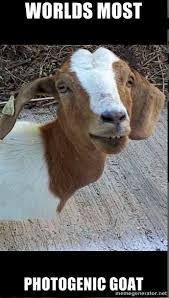 Goat Smiling For The Camera With Images Goats Animals Funny
