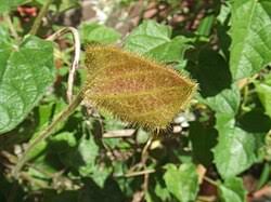 Image result for Thunbergia gregorii