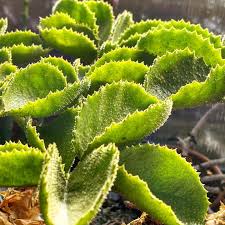 Image result for Cyphostemma congestum