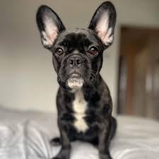See more ideas about bulldog puppies, french bulldog puppies, puppies. Outstanding French Bulldogs For Sale And Adoption Healthy Potty Trained And Vet Checked Frenchie Puppies Ready For New Homes Frenchie Puppies Available For Sale Now Both Males And Females Up