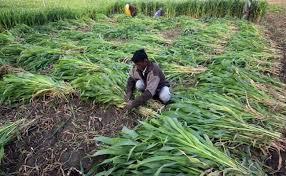Pm kisan is a central sector scheme with 100% funding from government of india. Pm Modi Launches Pm Kisan Kisan Samman Nidhi Farmer Income Support Scheme 5 Things To Know
