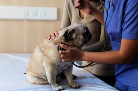 Read no further and call us right away! Center Sinai Animal Hospital Your Animal Hospital In La